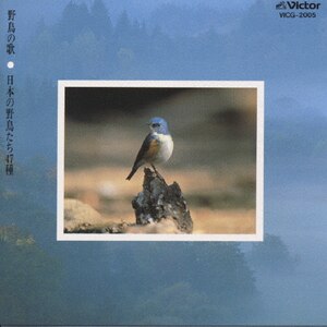鳥の歌 hq720.jpg?sqp=-