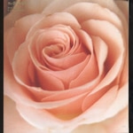 Best Flower -B side collection-|�T�j�[�f�C�E�T�[�r�X|MDCL-1408