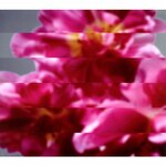 ���x�ł��V�������܂��|MONDO GROSSO|CTCR-40388