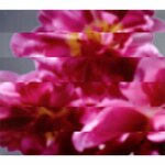 ���x�ł��V�������܂��(DVD�t)|MONDO GROSSO|CTCR-40387/B