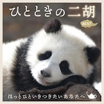 �ЂƂƂ��̓�Ӄx�X�g�`�ق��ƂЂƂ������������Ȃ��ց`|�q�[�����O|COCJ-41915