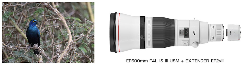 フルサイズデジタル一眼レフカメラ「EOS-1D X Mark III フルサイズデジタル一眼レフカメラ「EOS-1D X Mark III