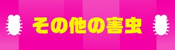 ダニ