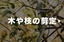 木や枝の剪定