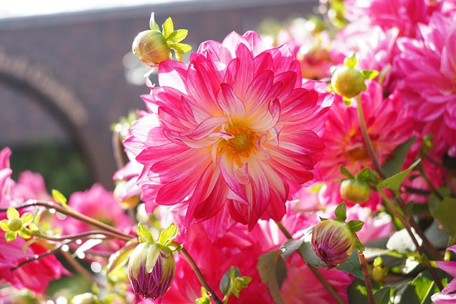 レンズ：FE 28-60mm F4-5.6(SEL2860)<br>
                           絞り：f5.6<br>
                           シャッター速度：1/125<br>
                           ISO：100<br>
                           露出補正：+1.7