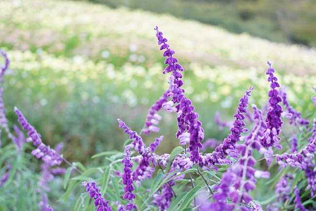 レンズ：FE 28-60mm F4-5.6(SEL2860)<br>
                           絞り：f5.6<br>
                           シャッター速度：1/320<br>
                           ISO：1000<br>
                           露出補正：+1.0