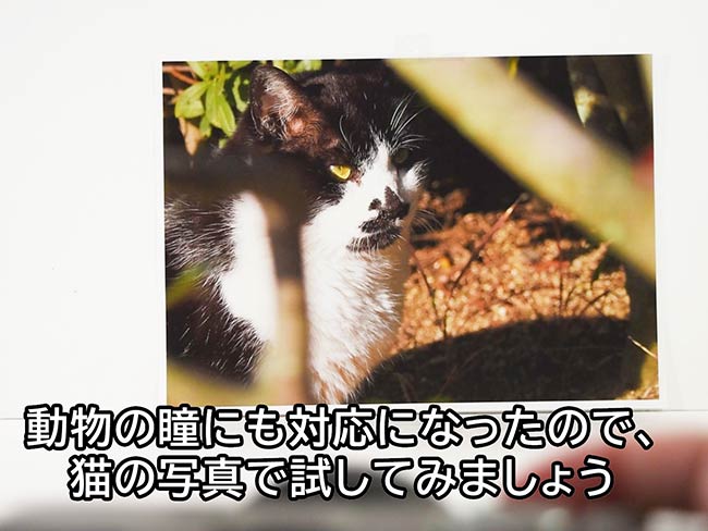 【動画】リアルタイム瞳AFの動きと連写時のシャッター音