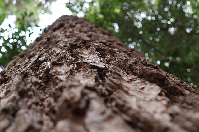 レンズ：RF16mm F2.8 STM / 絞り：f2.8 / シャッター速度：1/60 / ISO：160 / 露出補正：0