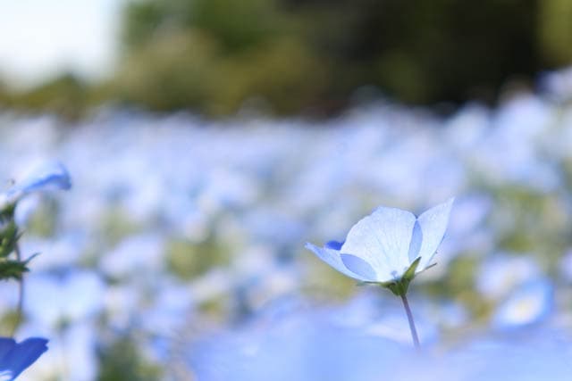 レンズ：RF-S18-45mm F4.5-6.3 IS STM / 絞り：f6.3 / シャッター速度：1/400 / ISO：100 / 露出補正：+1.0