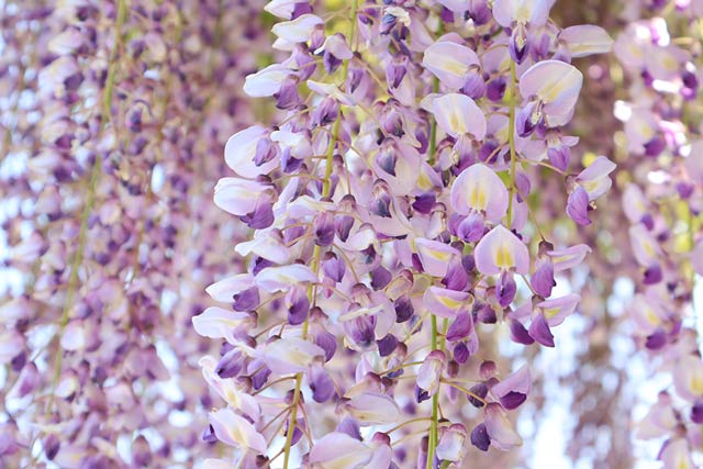 レンズ：RF-S18-45mm F4.5-6.3 IS STM / 絞り：f6.3 / シャッター速度：1/60 / ISO：160 / 露出補正：+1.3