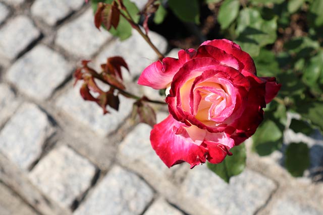 レンズ：RF-S18-45mm F4.5-6.3 IS STM / 絞り：f5.6 / シャッター速度：1/500 / ISO：100 / 露出補正：+0.3