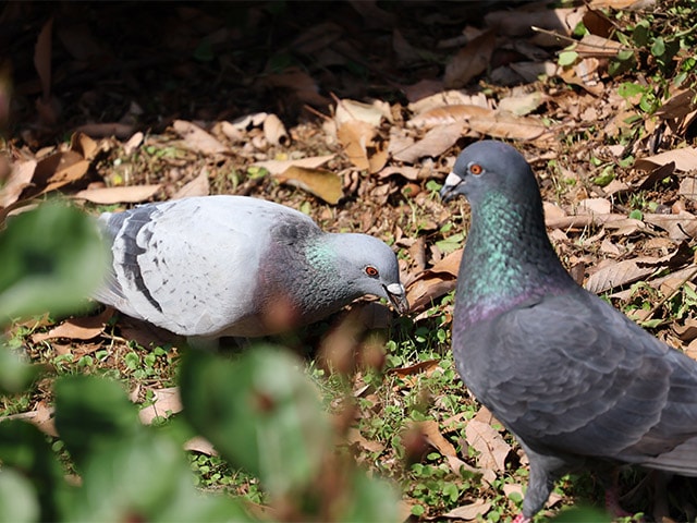 小さな鳩の瞳もしっかり優先して追尾していました