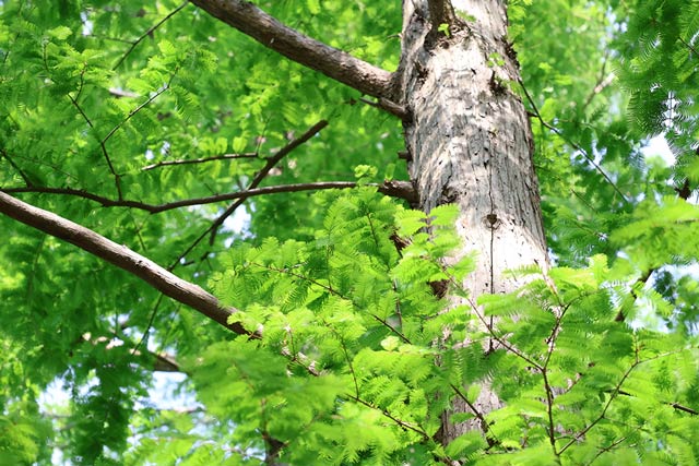 レンズ：RF-S55-210mm F5-7.1 IS ST / 絞り：f7.1 / シャッター速度：1/320 / ISO：800 / 露出補正：+0.7