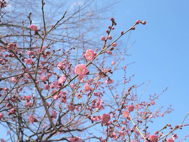 レンズ：M.ZUIKO DIGITAL ED 12-45mm F4.0 PRO / 絞り：f4.5 / シャッター速度：1/1250 / ISO：200 / 露出補正：0