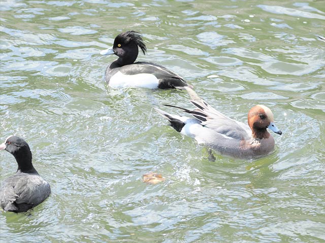 レンズ：M.ZUIKO DIGITAL ED 100-400mm F5.0-6.3 IS II / 絞り：f6.3 / シャッター速度：1/250 / ISO：300 / 露出補正：+0.7