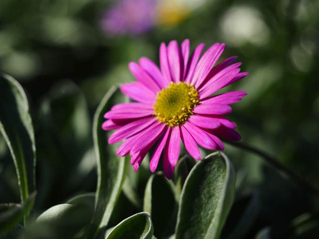 通常撮影。花の奥側がボケてしまった