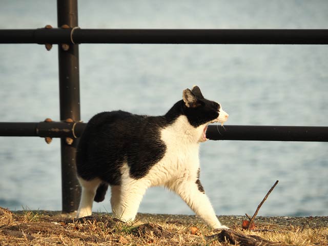 レンズ：M.ZUIKO DIGITAL ED 14-150mm F4.0-5.6 II / 絞り：f5.6 / シャッター速度：1/320、ISO：250 / 露出補正：-0.3