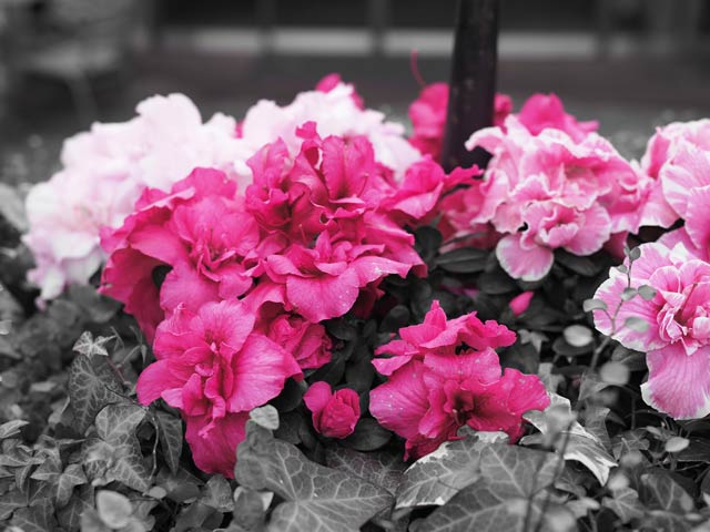 フィルター:パートカラーI / レンズ：M.ZUIKO DIGITAL ED 25mm F1.2 PRO / 絞り：f2.5 / シャッター速度：1/640、ISO：200