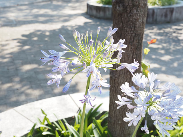 �����Y�FED 12-45mm F4.0 PRO / �i��Ff4 /�V���b�^�[���x�F1/80 /ISO�F200 / �I�o�␳�F+1.3 