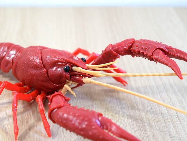 前回組み立てたアメリカザリガニ