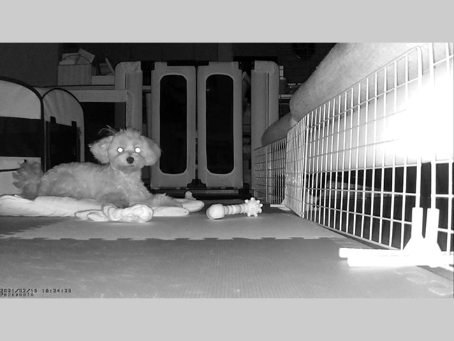 【動画】夜間も赤外線センサーでハッキリ見えます