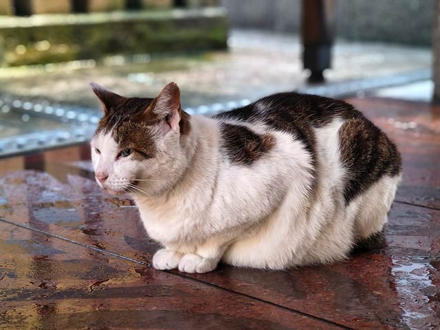 ポートレートは背景がしっかりボケる