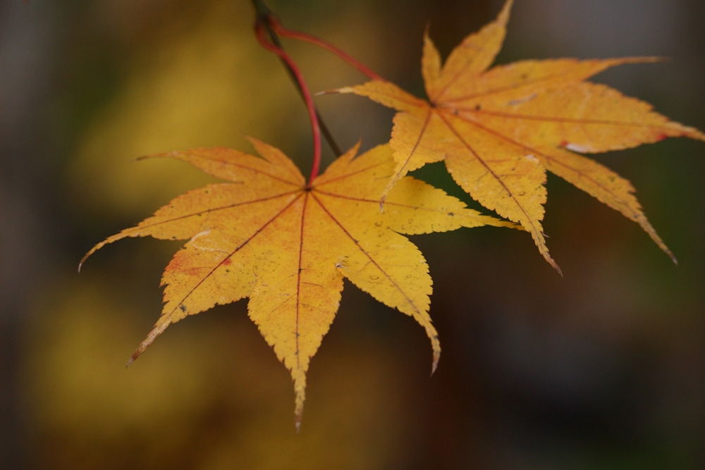 紅葉 葉のアップ