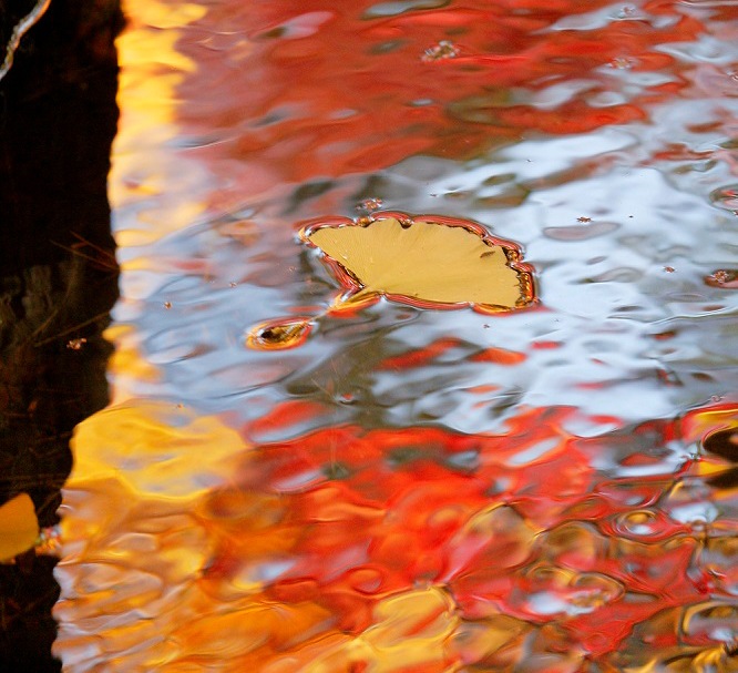 紅葉 落ち葉