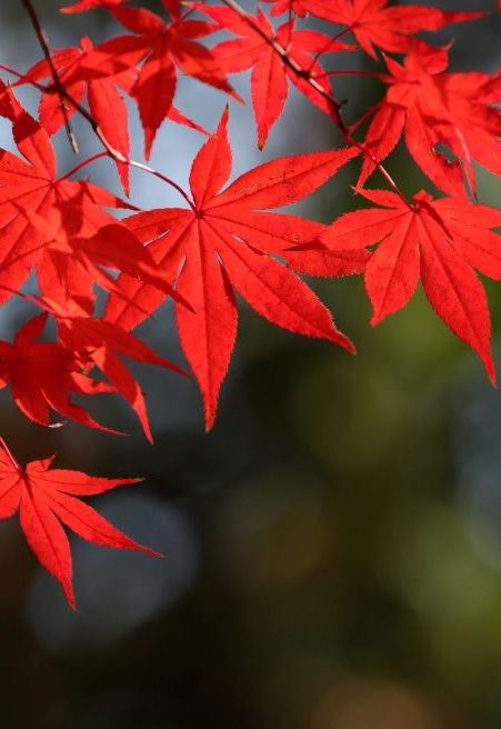 紅葉 順光で撮影