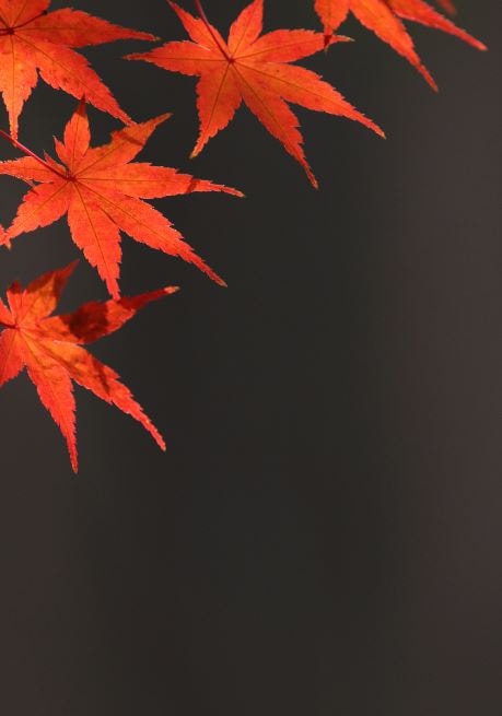 紅葉 逆光で撮影