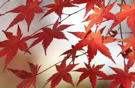 紅葉 木漏れ日を活用