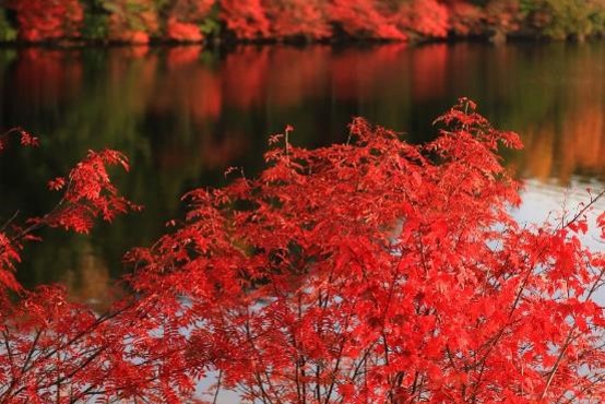 紅葉の鮮やかな「赤」を強調