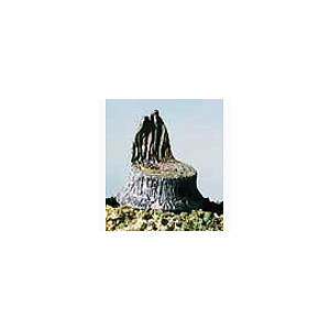 00200031 切り株 14本入り