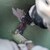 �{�b�V���b���d�}���`�c�[���u���[�h(�J�b�g�\�[)�X�^�[���b�N�}�b�N�X +�R�[�e�B���O �������X�e�����X�p MAII32APIT�b2608902076