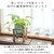 BACKYARD FAMILY(�o�b�N���[�h�t�@�~���[)�b�A�[�o���v�����c�|�b�g �}�[�u�� �\���b�h(80982.�~���N�J�J�I)�bBF010602-1A-2B