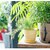 BACKYARD FAMILY(�o�b�N���[�h�t�@�~���[)�b�A�[�o���v�����c�|�b�g �}�[�u�� �\���b�h(80982.�~���N�J�J�I)�bBF010602-1A-2B
