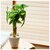 BACKYARD FAMILY(�o�b�N���[�h�t�@�~���[)�b���G�} �C���e���A�O���[�� KU�|�b�g(�N���}�`�X.SR�|�b�g)�bBF013392-1A-2L