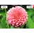 Pixio�b�s�N�V�I�b�Q�[�~���O�t���f�B�X�v���C(23.8�^/IPS/FullHD 1920�~1080/120Hz/4ms)�i�x�[�W���j�bPX246WAVEBE-O