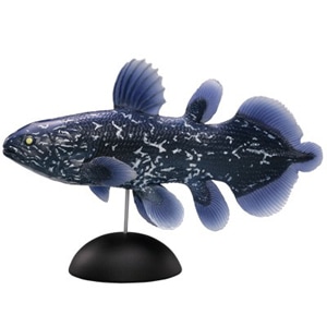 Amazon.co.jp: 貴重 ARTPLA 海洋堂 アクアランド シーラカンス