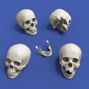 1/20 頭蓋骨(90mm)4個入【RM913】