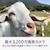 OPPO�i�I�b�|�j�bOPPO A5x�i4GB/128GB�j -  �z���C�g�iSIM�t���[�Łj�bCPH2725WH