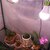 �x�m�q�bLED�A���p�����v�@800���[�����bKY-08W-SC(̼޸�)