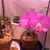 �x�m�q�bLED�A���p�����v�@800���[�����bKY-08W-SC(̼޸�)