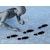 DIG�b1/12 �v���v�� �t�B�M���A�̕��� �T��̚n�݁b������ ��ò�����