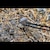 ���P�n���b�ꖳ 19cm 4�{�Z�b�g�bFZ-KNP190