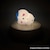 �p���N�X�b���C�����X�[�d��t�� ��������f�X�N�g�b�v���C�g (��������)�b393-PXXP055����