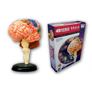 立体パズル 4d Vision 人体解剖モデル 脳解剖モデル No 12 Joshin Webショップ 通販 アオシマ スカイネット Abk リッタイパズル カイボウ No 12 ノウ 立体パズル 4d Vision 人体解剖モデル 脳解剖モデル No 12 Joshin Webショップ 通販 アオシマ スカイネット Abk リッタイパズル カイボウ No 12 ノウ