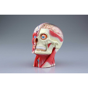 立体パズル 4d Vision 人体解剖 No 11 頭部断面解剖モデル Joshin Webショップ 通販 アオシマ Abk 4dジンタイ11 トウブダンメンカイボヴ 立体パズル 4d Vision 人体解剖 No 11 頭部断面解剖モデル Joshin Webショップ 通販 アオシマ Abk 4dジンタイ11 トウブダンメンカイボヴ