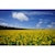 �\�j�[�bVario-Tessar T* FE 16-35mm F4 ZA OSS�bSEL1635Z