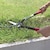 �L���{�V�b�A���~���o�l�t�Ő��� �S��500mm�b2037